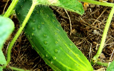Splashing Leaves with Water or Soil