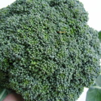 Calebrese Green Sprouting Broccoli