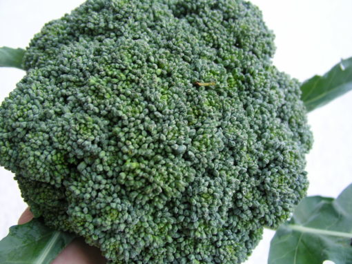 Calebrese Green Sprouting Broccoli