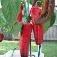 Red Marconi Sweet Pepper
