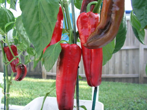 Red Marconi Sweet Pepper