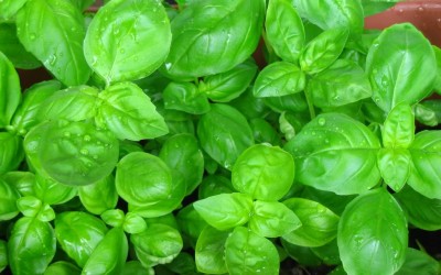 Growing Basil