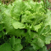 Webb's Wonderful Lettuce