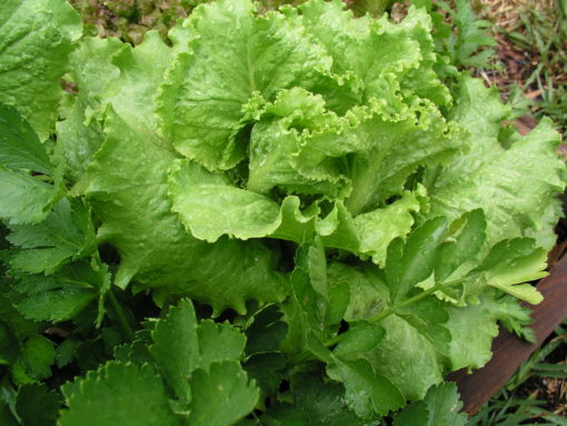 Webb's Wonderful Lettuce