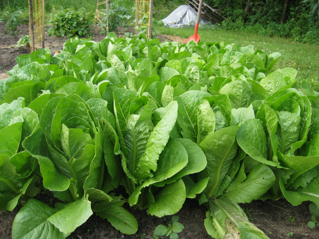 Growing Lettuce - Growin Crazy Acres