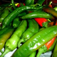 New Mexico Hatch Chile Pepper