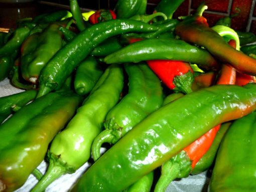 New Mexico Hatch Chile Pepper