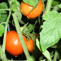 Red Homestead Tomato