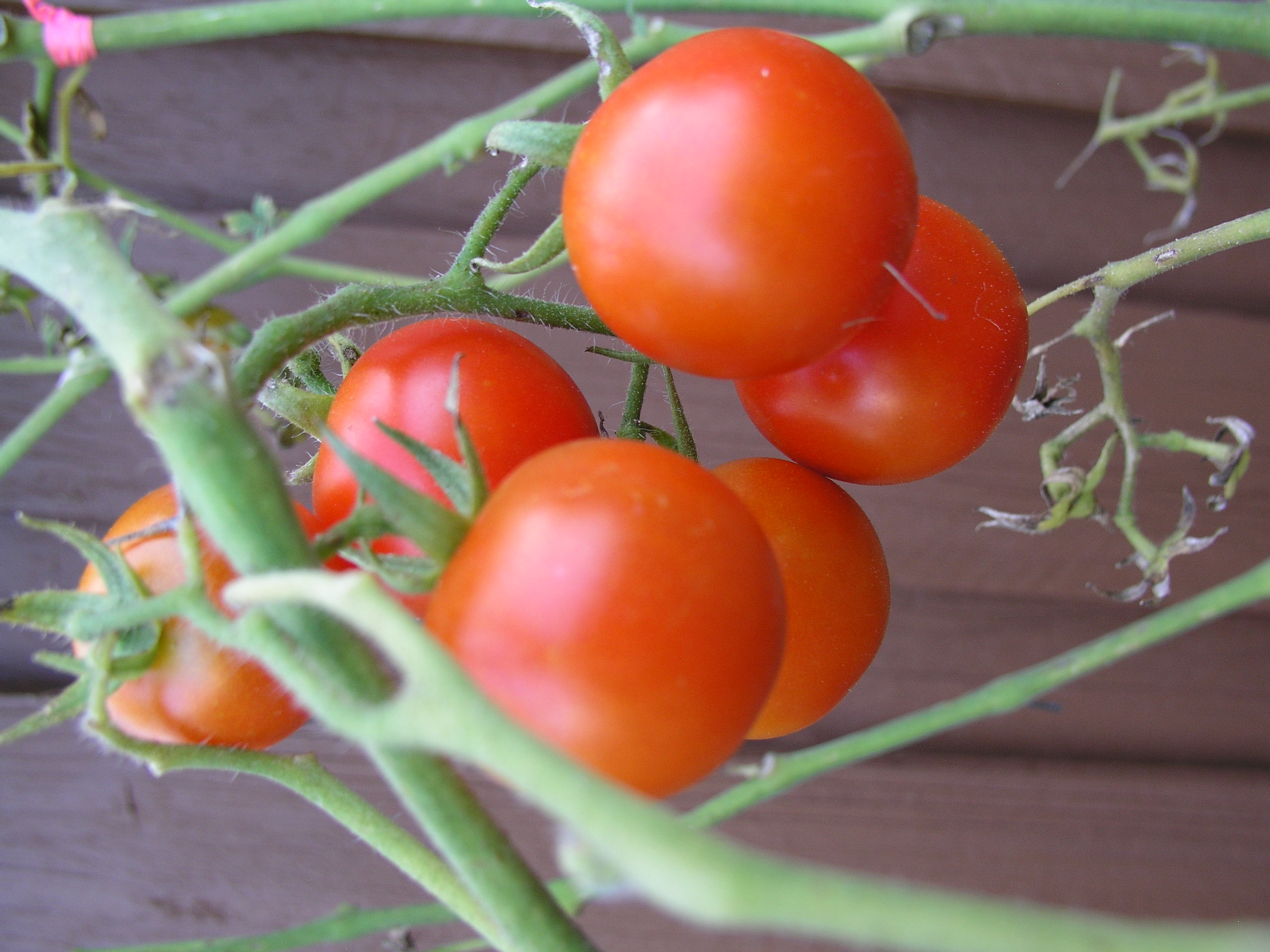 Growing Tomatoes Growin Crazy Acres