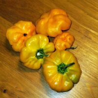 Scotch Bonnet (Orange)