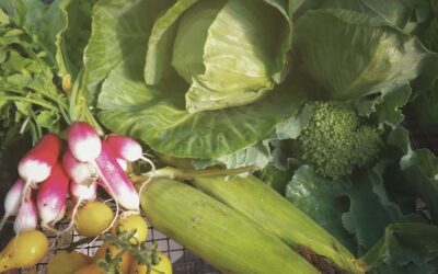 Vegetable Crop Yields