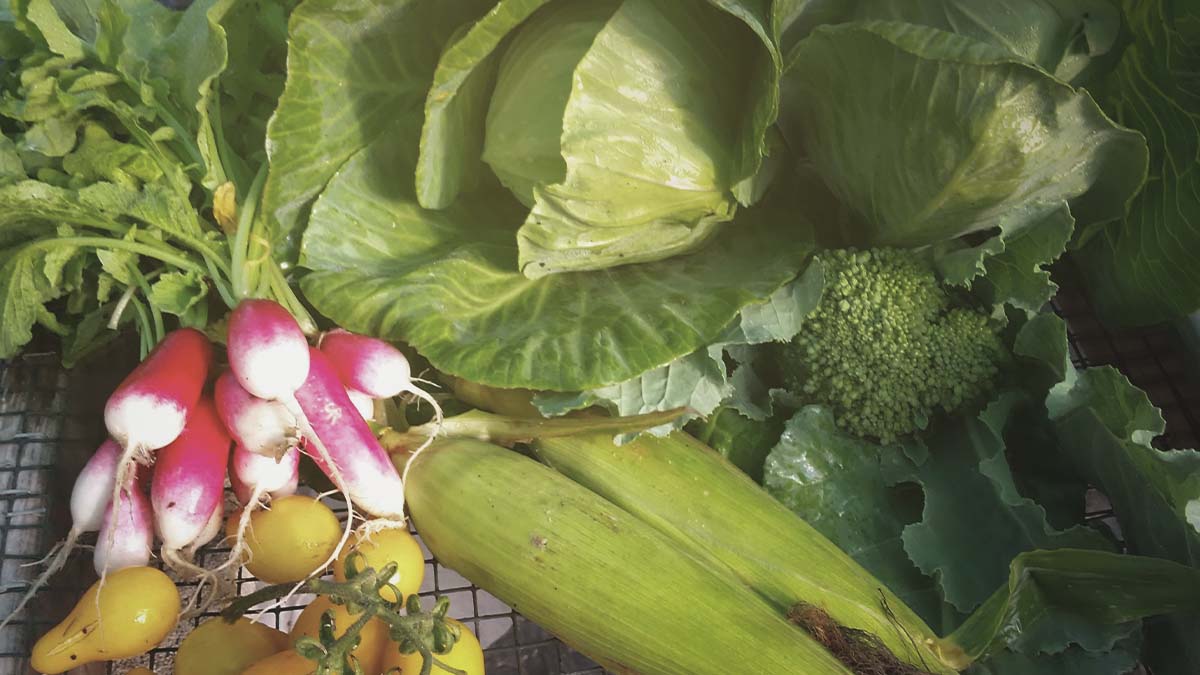 Vegetable Crop Yields