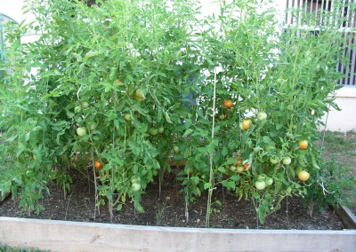 Tomatoes in raised bed