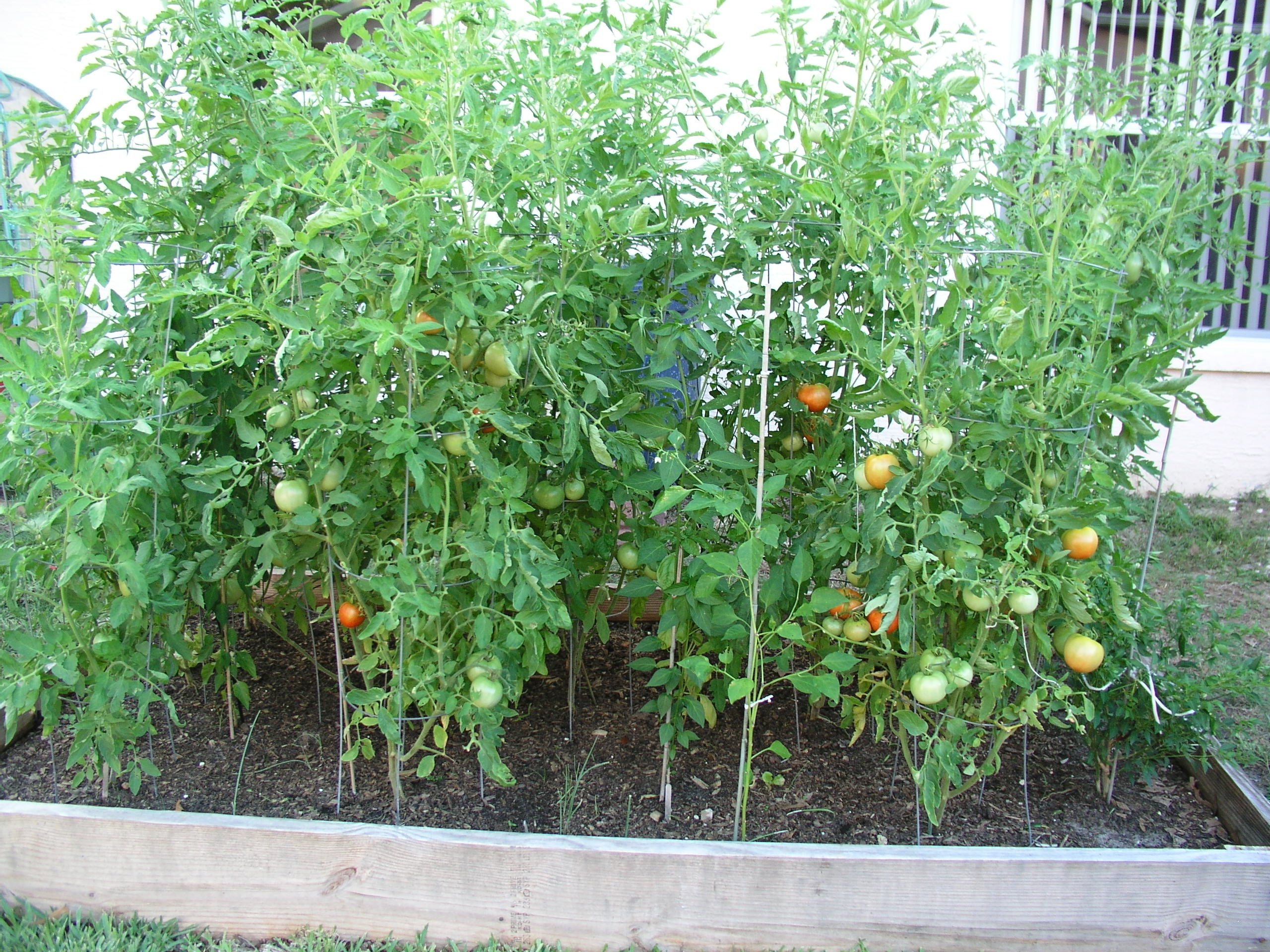 Florida Raised Beds Gardens Growin, How To Plant Tomatoes In A Raised Bed Garden