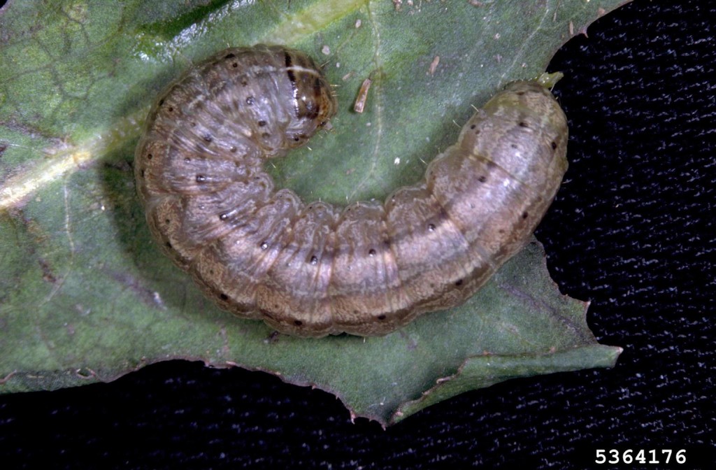 Insects, Pests, Army Worms
