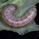 Insects, Pests, Army Worms