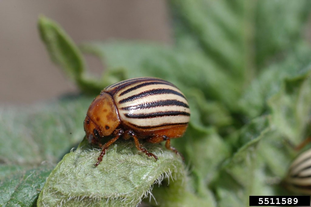 Insects, Pests, Cucumber Beetle