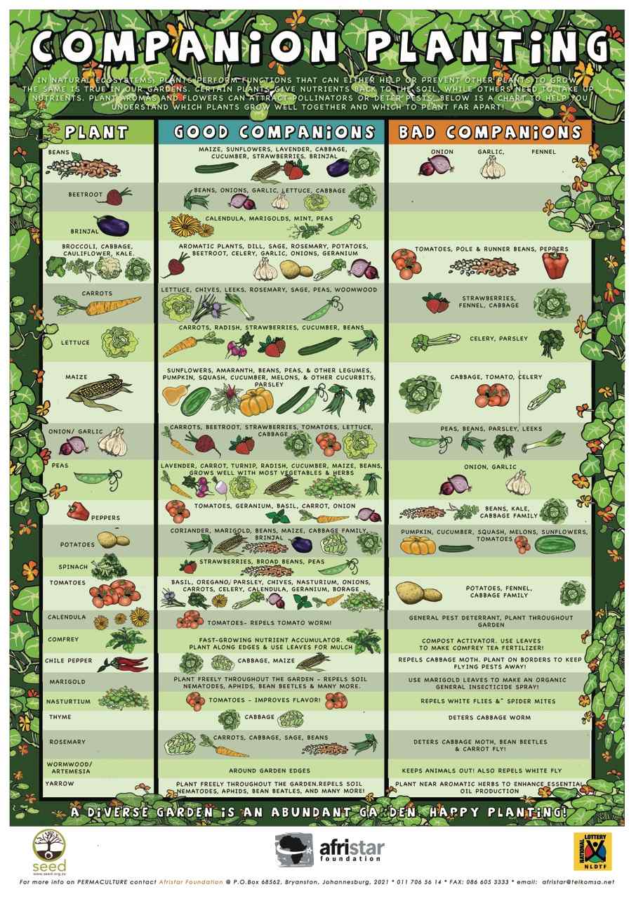 Image of Herbs and vegetables companion planting