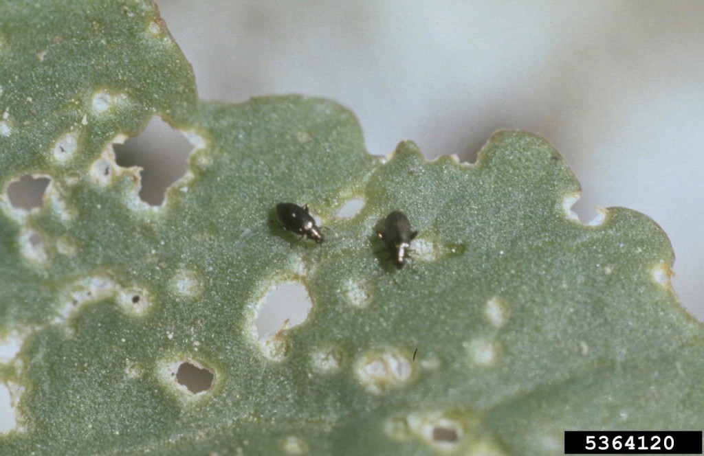 Insects, Pests, Flea Beetle