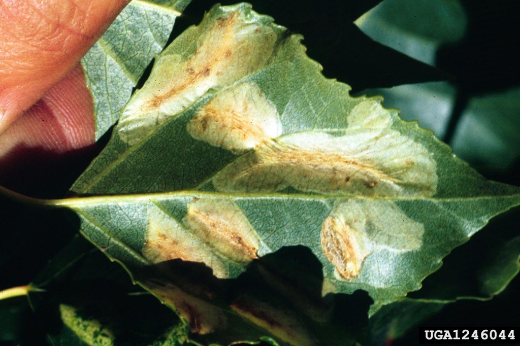 Insects, Pests, Leaf Miner