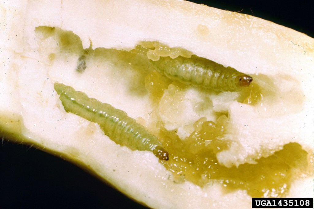 Insects, Pests, Pickleworm and Vine Borers