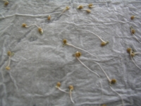 Heirloom Seed Sprouts