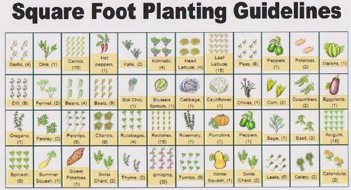 Square Foot Garden Seed Spacing Template