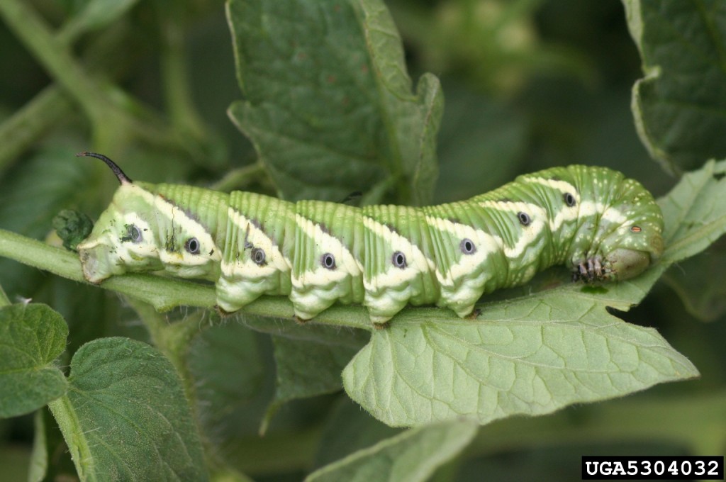 Insects, Pests, Tomato Hornworm