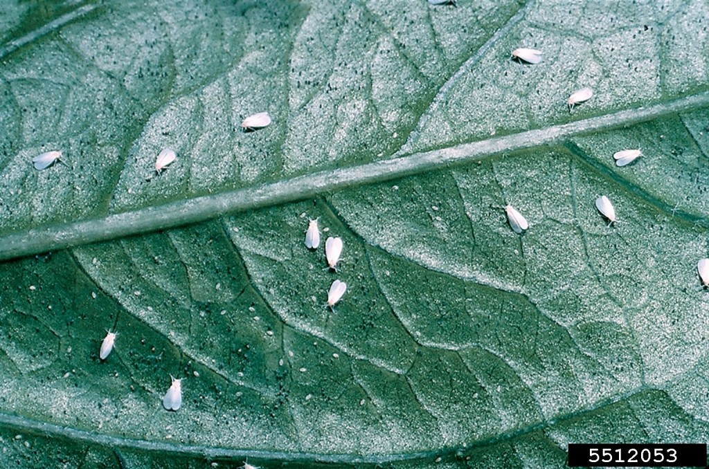 Insects, Pests, Whiteflies
