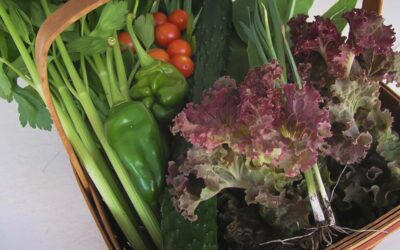 Plant Most Fall Crops in August Through September
