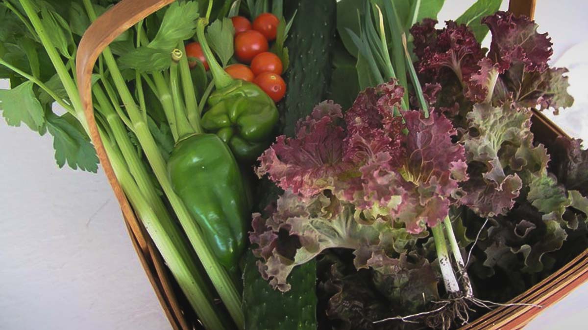 Basket of Fall Crop Vegetable Harvest
