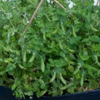 Sugar Ann Snap Peas