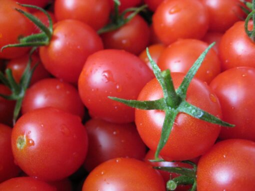 Wild Florida Everglade Tomato