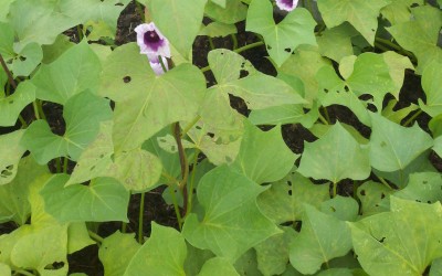 Growing Sweet Potatoes