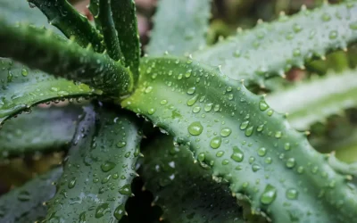 40 Uses for Aloe Vera