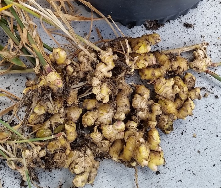 Ginger i planted in March and harvested in November.