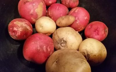 Growing Potatoes