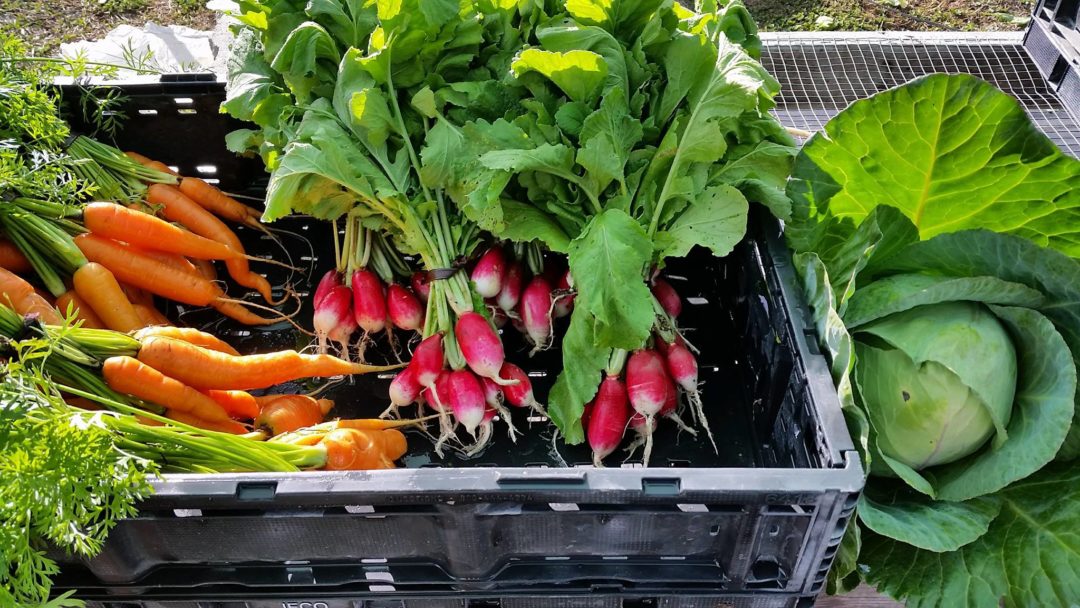 Enjoying the Bounty - Growin Crazy Acres