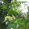 Moringa Oleifera - Image 3