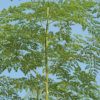 Moringa Oleifera - Image 2