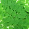Moringa Oleifera