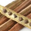 Moringa Oleifera - Image 4
