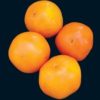 Dads Sunset Tomato