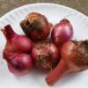 Red Creole Onion - Image 3