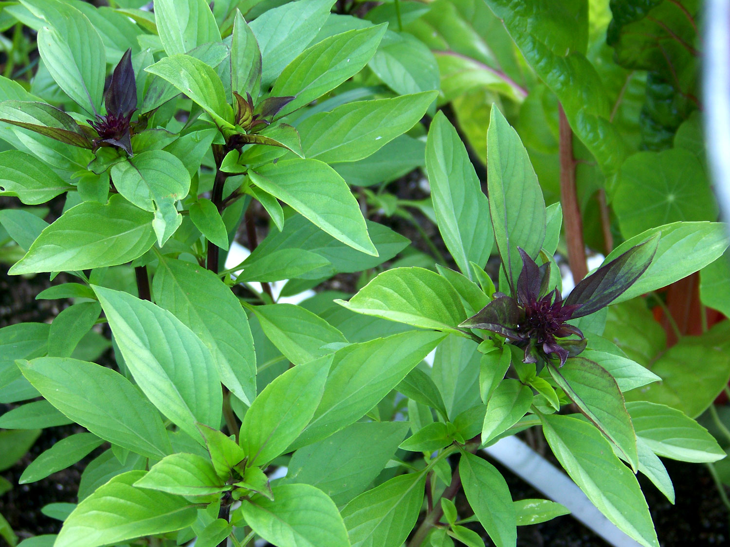 Thai Basil Growin Crazy Acres