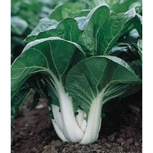 Seeds Chinese Cabbage Bok Choy Vegetable for Planting Organic Heirloom Ukraine 