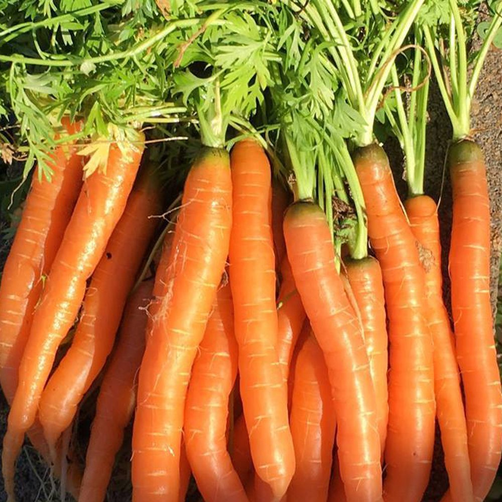Tendersweet Carrot - Growin Crazy Acres
