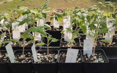 Hardening Off Transplants