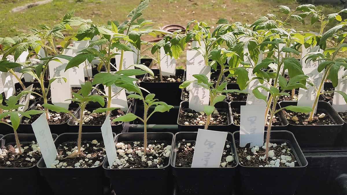 hardening off transplants