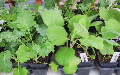 Greens Growing Guide